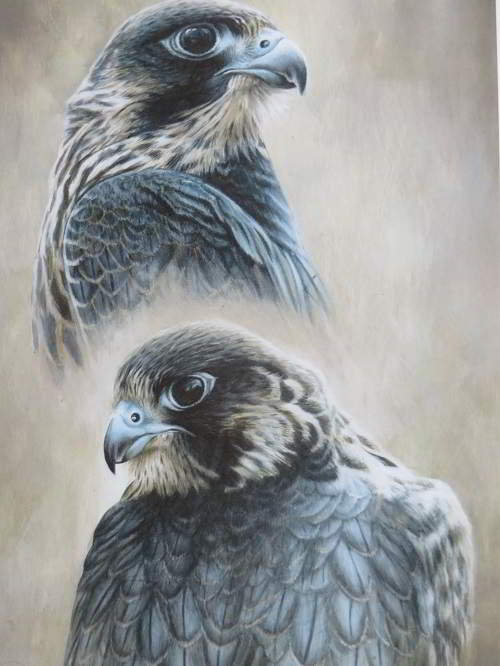 THE PASSAGE FALCON