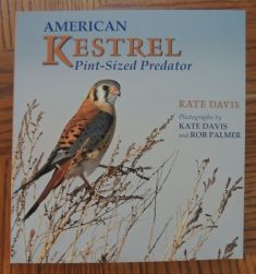 American Kestrel - Pint-sized Predator