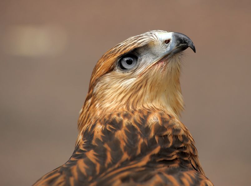 Falconry Equipment Online