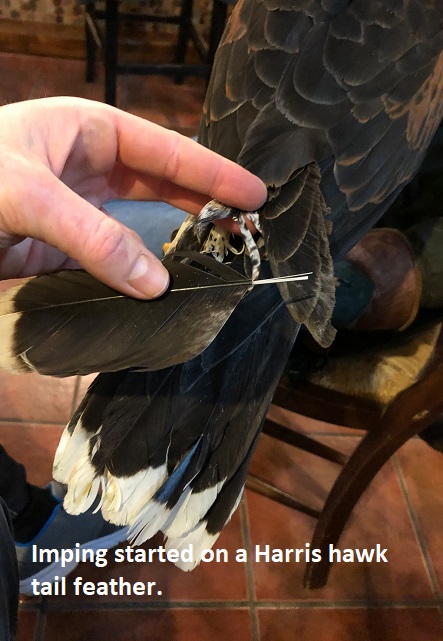 FALCON FIBER IMPING KITS COME IN THREE SIZES FROM KESTREL UP TO THE LARGEST RED TAIL HAWKS AND GYR FALCONS - Image 6