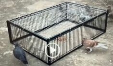 Pigeon Trap new updated models. Pigeon trap 4 sided or 2 sided trap doors