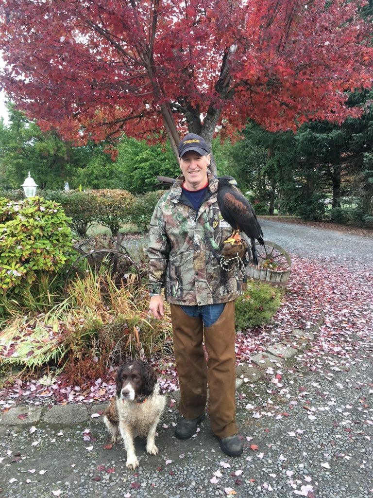 Owner Mike Syring with a Male Harris Hawk and his Springer Spaniel